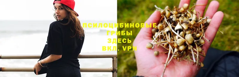 Галлюциногенные грибы Magic Shrooms  Навашино 